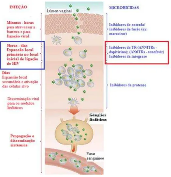 Figura 6: Infeção na mucosa vaginal e potenciais pontos de intervenção dos microbicidas
