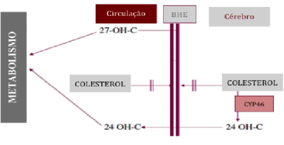 Figura 1: Representação do fluxo de oxiesteroides 24-S-hidroxicolesterol (24 OH-C) e 27-hidroxicolesterol (27-0H- (27-0H-C)) pela BHE, (adaptado de Bjorkem et al