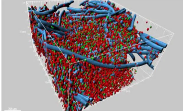 Figure 5. Confocal laser scanning microscopy images of fluorescent in situ hybridization  (FISH-CLSM) stained bacteria in S