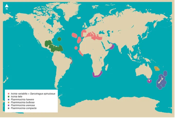 Figure 1. Geographical distribution of exemplarily Irciniidae species. The map was drawn  using data available at the World Porifera Database; of note is the wide longitudinal  occurrence of the genus Psammocinia