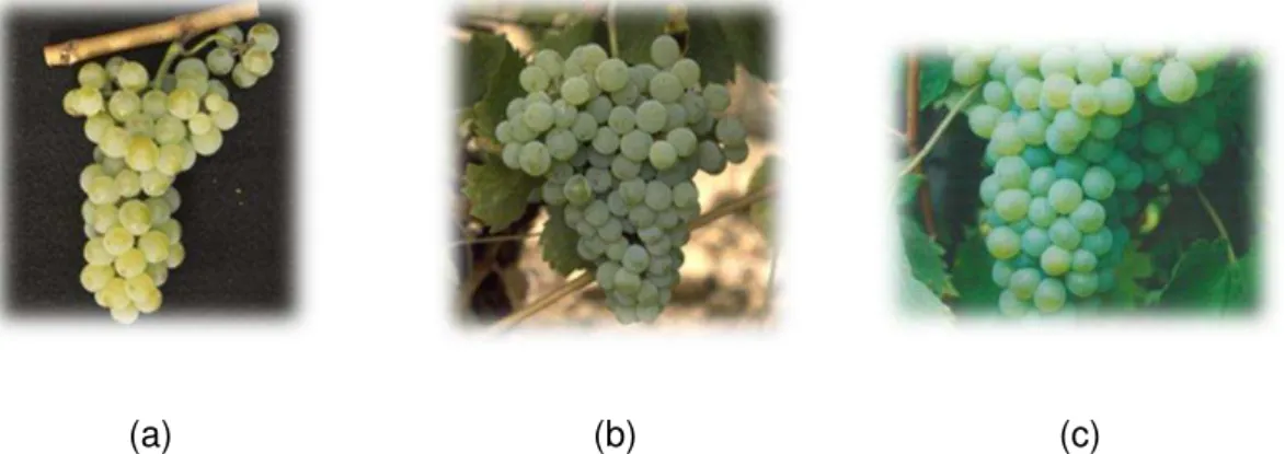 Figura 4 - (a) - Uva Chardonnay; (b)  –  Uva Fernão Pires; (c) - Uva Rabo de Ovelha  Adaptado de CVB, 2009 
