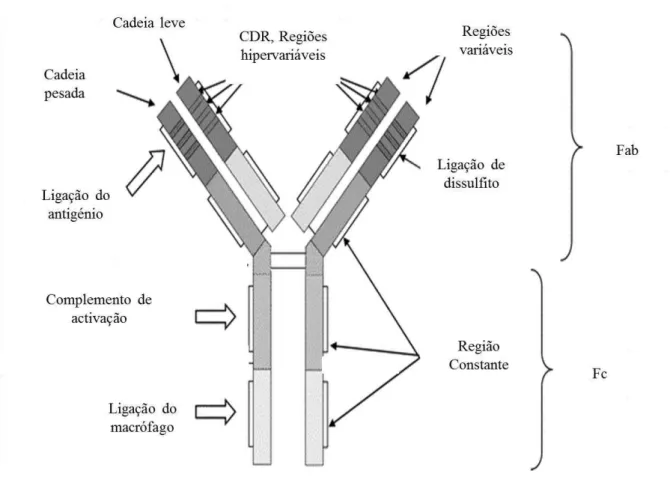 Figura 2   –  Estrutura da IgG, Fab e Fc 