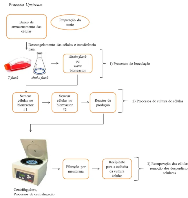 Figura 7  –  Processo upstream (1) e processo de produção/fermentação de células (2 e 3)
