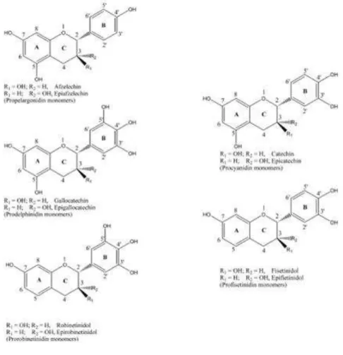 Fig. 3  ±  Proantocianidinas com diferentes unidades de flavan-3-óis (Adaptado de Hummer, 2008) 