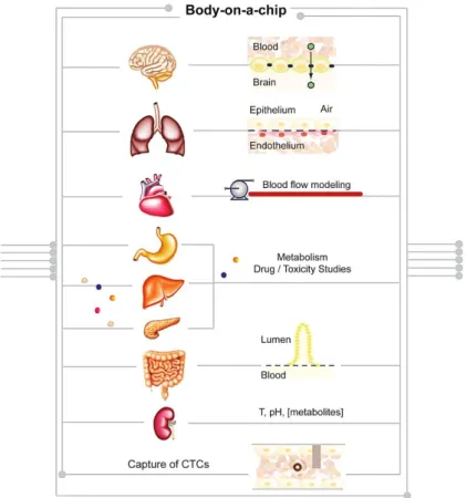 Figure 2. Schematic representation of a BoC approach in which cell-autonomous and non- non-autonomous studies can be performed using a single chip