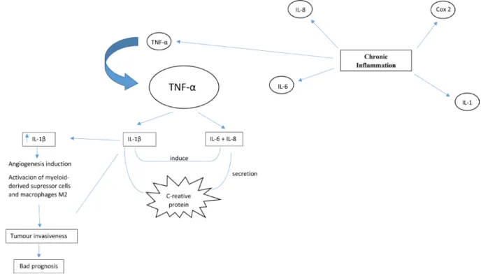 Figure 1: Chronic inflammation, a key promoting factor of lung tumorigenesis, is associated to secretion of cytokines  including tumour necrosis factor α (TNF-α), interleukin 1 (IL-1), IL-6 and IL-8, and molecules such as cyclooxygenase-2  (COX-2) that are