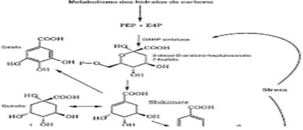 Figura 2  –  Formaçao de Polifenóis adaptado de (Waterhouse,2005; 