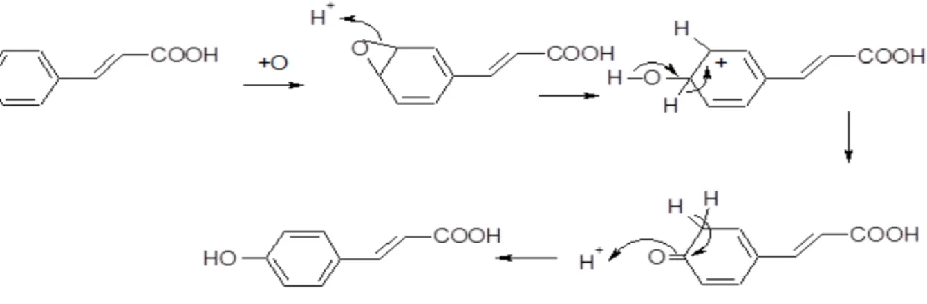 Figura 7 - Biossíntese do ácido p-cumárico adaptado de (Ferreira &amp; Abreu, 2007) 