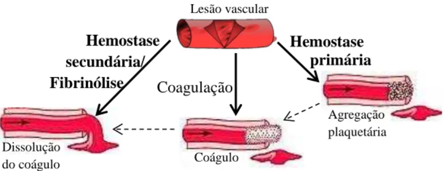 Figura 2  –  Função hemostática normal (Casas et al., 1994). 