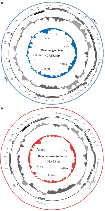 Figure 1.  Mitochondrial genomes organization: (a) of the Arctic copepod Calanus glacialis and (b) of the North  Atlantic Calanus finmarchicus