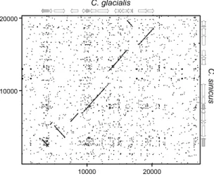 Figure 3.  Parsimonious evolutionary scenario leading to the four extant gene orders. CREx analysis implies  that C