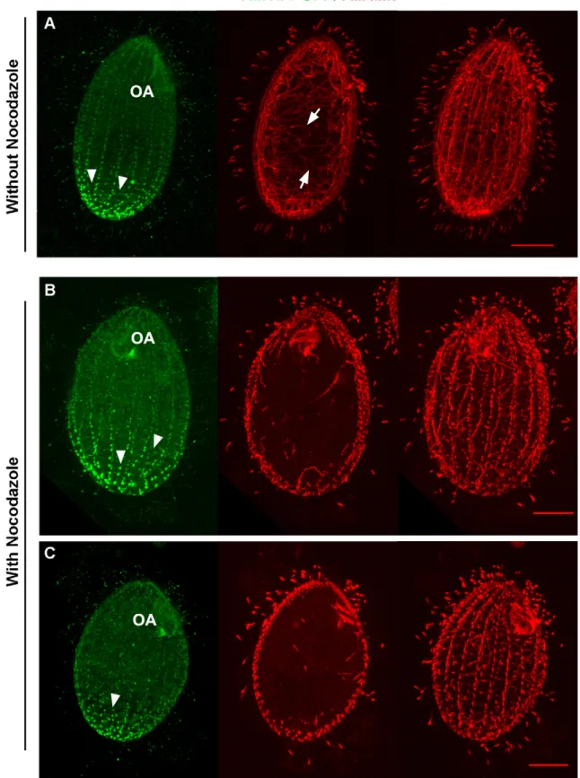 Fig. 3. Tetrahymena Mob1 basal body localization does not depend on intracytoplasmic microtubules