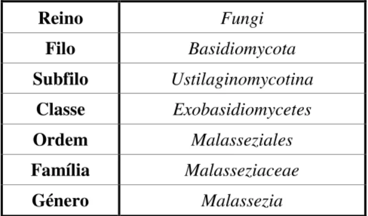 Tabela 1 - Classificação taxonómica da Malassezia spp. (Adaptado de Gaitanis, Magiatis,  Hantschke, Bassukas, &amp; Velegraki, 2012) 