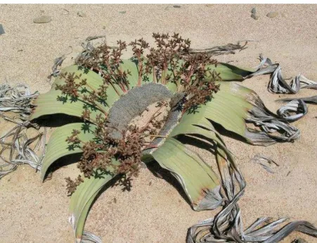 Fig. 8. Welwitschia Mirabilis  