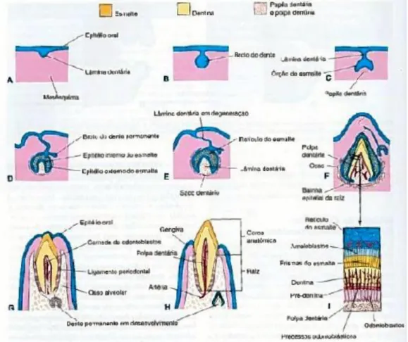 Figura 1. Desenvolvimento embrionário da peça dentária (adaptada de Cochard, 2003) 