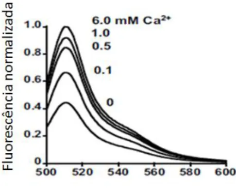 Figura 4- Gráfico da intensidade de fluorescência normalizada versus comprimento de onda (nm) de emissão do  CatchER para diferentes concentrações de cálcio 10  (0- 6.0 mM)