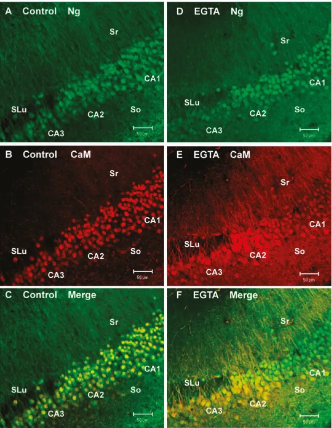 Figura 6- Diferentes respostas ao EGTA por partes das células das regiões CA1, CA2 e CA3 no  hipocampo do  rato 4 