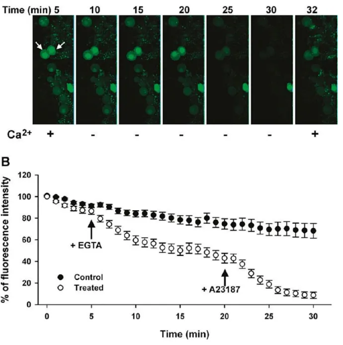 Figura  9-  Alterações na intensidade de fluorescência devido à variações da concentração intracelular do cálcio  por ação do EGTA 4 