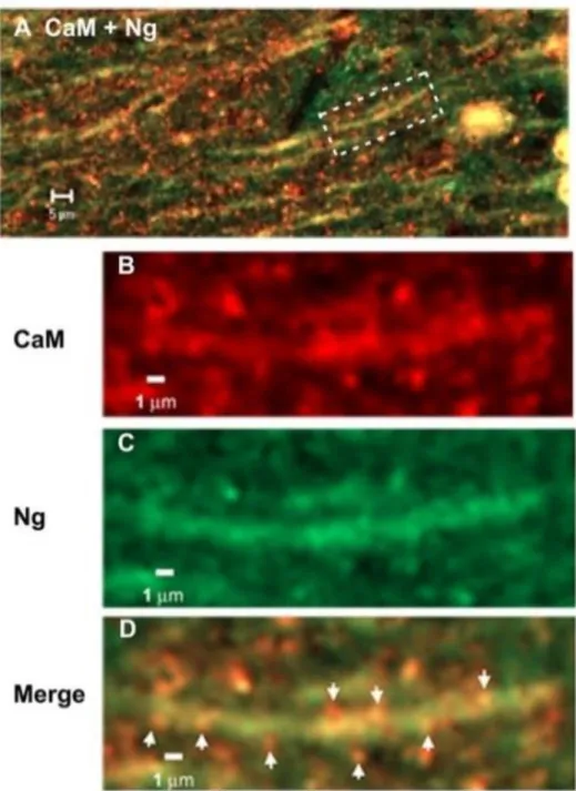 Figura  10-  Associação  da  CaM  e  Ng  nas  dendrites  após  estimulação  em  neurónios  da  região  CA1  do  hipocampo 6 