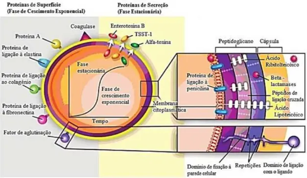 Figura 2: Fatores de virulência de S. aureus (adaptado de Gordon &amp; Lowy, 2008) 
