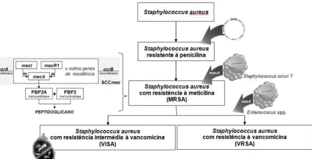 Figura 3: Evolução da resistência antibiótica em S. aureus (adaptado de Mendes, 2010) 