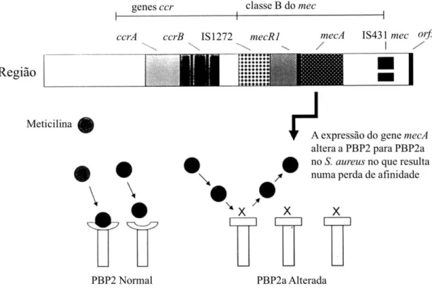 Figura 4: Mecanismo de ação da PBP2a (adaptado de Rybak &amp; LaPlante, 2005) 
