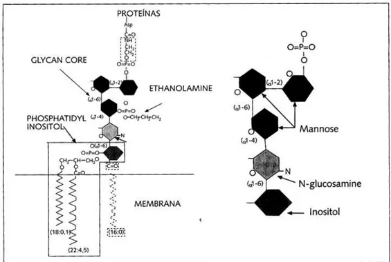 Figura 1: Estrutura molecular da GPI, adaptado de E. Sánchez Pérez, et al, 2001. 