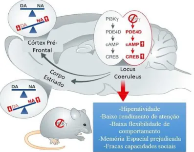 Figura 1. Relação da Enzima PIγK  com os sintomas da PHDA. 