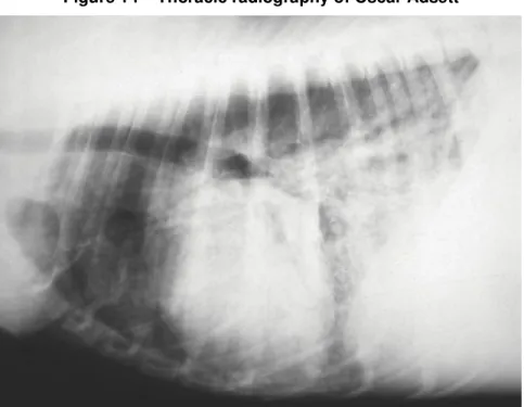 Figure 14 – Thoracic radiography of Oscar Adsett 