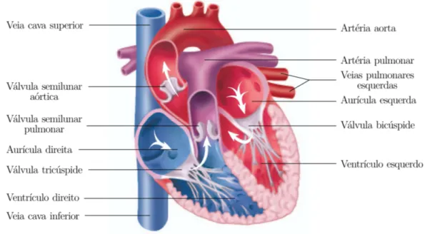 Figura 1.2: Coração humano (fonte: [1]).
