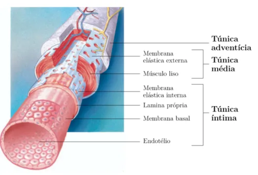 Figura 3.1: Vaso sanguíneo (fonte: [1]).