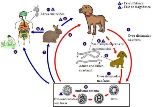 Ilustração 2 – Ciclo de vida  Toxocara canis  (adaptado de CDC – Centers for Disease Control and  Prevention) 