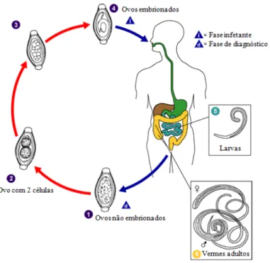 Ilustração 3 – Ciclo de vida  Trichuris  sp. (adaptado de CDC – Centers for Disease Control and  Prevention) 