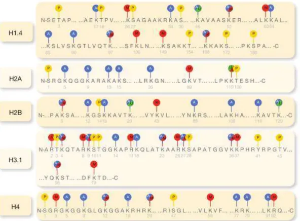 Figura 8. Os diferentes processos de modificação de histonas. Acetilação (azul), Metilação (vermelho),  Fosforilação (amarelo) e Ubiquitação (verde) (Retirado e adaptado de Portela &amp; Esteller, 2010) .