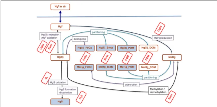 FIGURE 1 | Mercury transformations in aquatic ecosystems parametrized in the brom_hg module