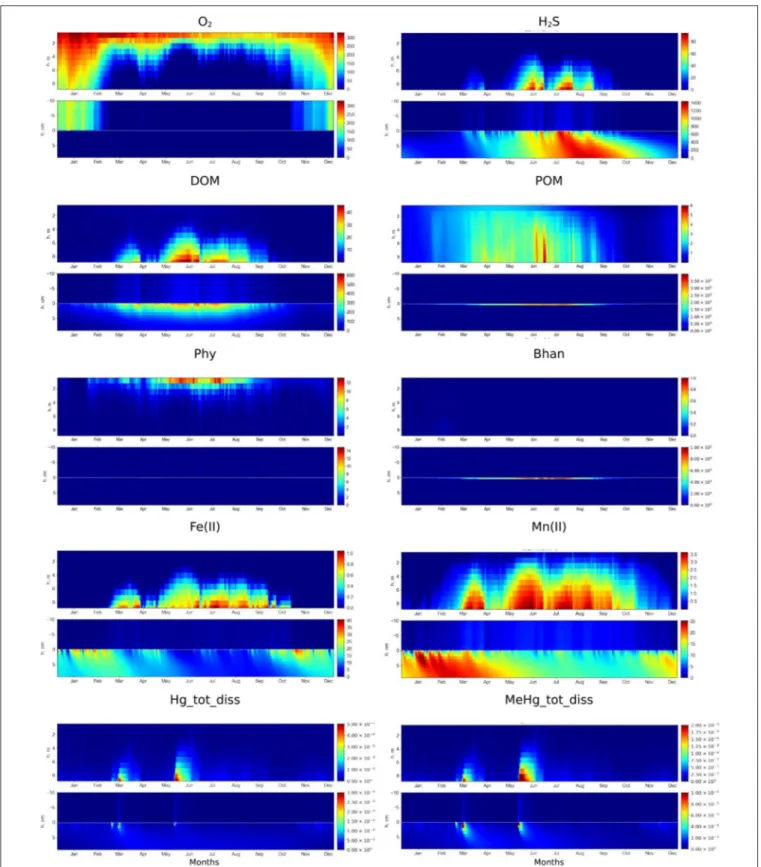 FIGURE 3 | Simulated seasonal dynamics of dissolved oxygen, hydrogen sulfide, DOM, POM, phytoplankton (Phy), anaerobic heterotrophic bacteria (Bhan), dissolved Fe(II), Mn(II), total dissolved Hg and MeHg (µM) in the water column and at the sediment-water i