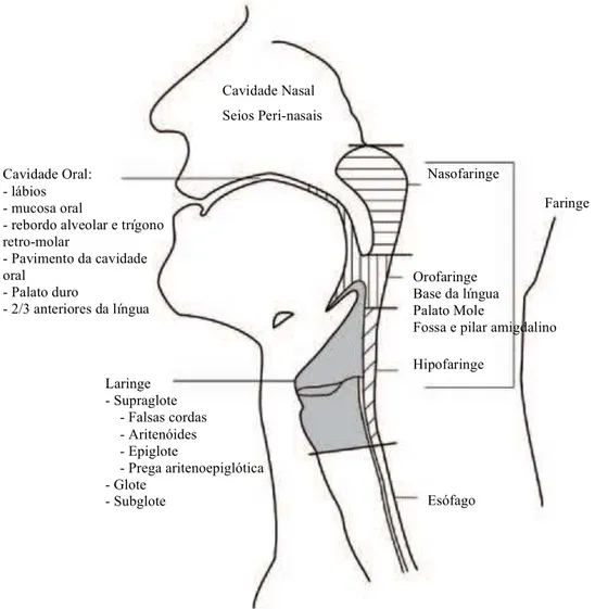 Figura 1 - Locais e sublocais anatómicos da cabeça e pescoço (adaptado de Pfister et al., 2011)