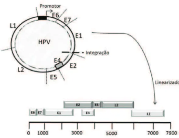 Figura 1 - Organização do genoma do HPV. 