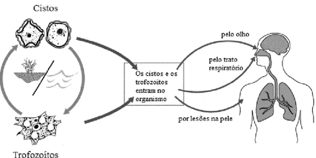 Figura 4. Ciclo de vida e portas de entrada de Acanthamoeba (retirado e adaptado de “Acanthamoeba  biology,” 2012)