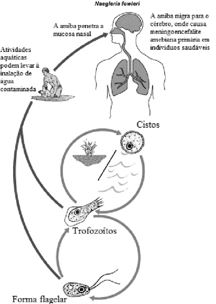 Figura 6. Ciclo de vida e portas de entrada de Naegleria fowleri (retirado e adaptado de “Free living  amebic infections,” 2013)