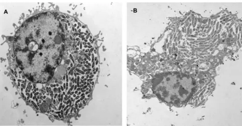 Figura 7. A infeção por L. pneumophila é muito semelhante em macrófagos (A) e em amibas (B)  (retirado de Molmeret et al., 2005).
