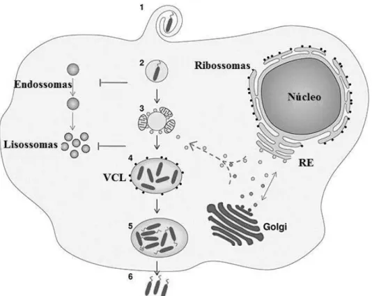 Figura 8. Ciclo de vida intracelular da L. pneumophila (retirado e adaptado de Franco, Shuman, &amp; 