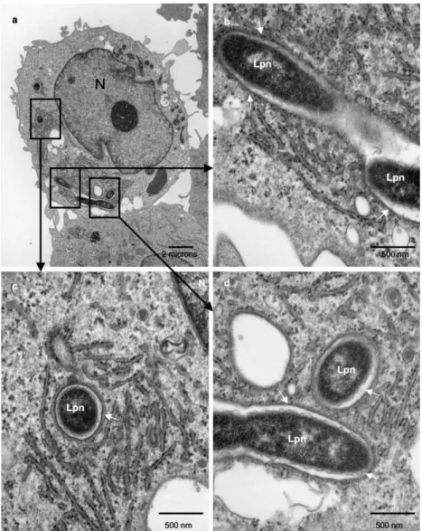 Figura 9. Células infetadas por L. pneumophila. Após 8 horas de infeção, o VCL ainda se encontra  intacto