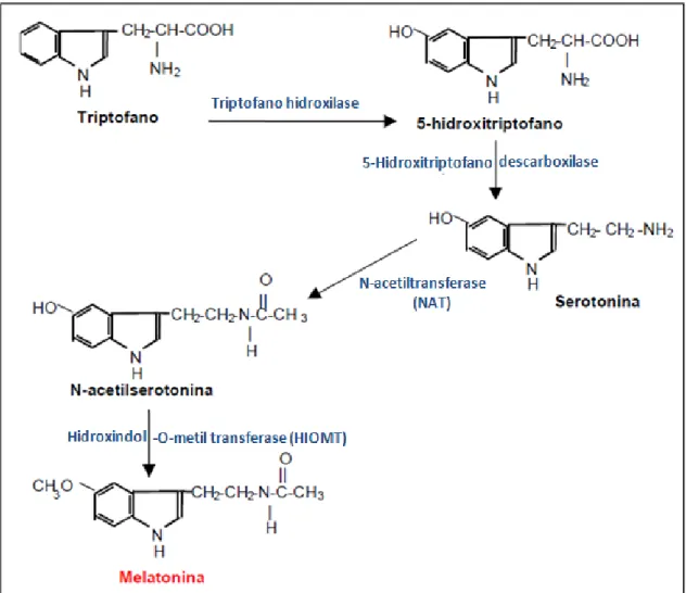 Figura 1 - Representação esquemática da síntese de melatonina (adaptado de (Silva, 2005)) 