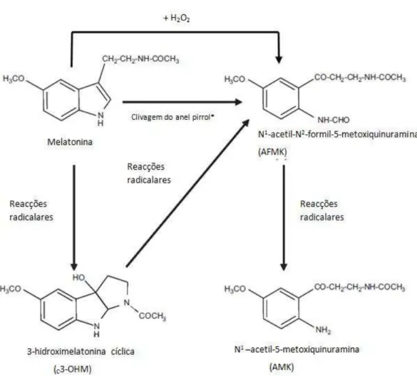 Figura  8  -  Cascata  antioxidante  da  melatonina.  Quando  a  melatonina  interage  com  radicais  origina  3- 3-hidroximelatonina  cíclica  ( C 3-OHM)  e  N 1 -acetil-N 2 -formil-5-metoxiquinuramina  (AFMK)