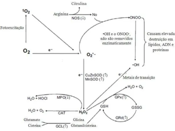 Figura  9  –   A  redução  química  do  O 2  e  a  formação  de  ROS/RNS.  A  presente  figura  mostra  os  vários  metabolitos que se formam a  partir de um precursor comum que é o O 2 , assim como as várias enzimas  envolvidas