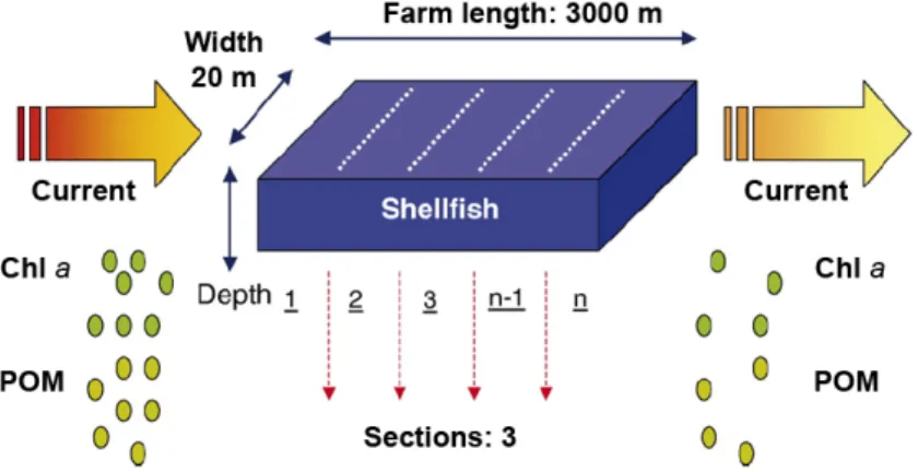 Figure 7. FARM layout applied to suspended longlines system for Pacific oyster  culture in the Valdivia estuary (Ferreira et al., 2007a)