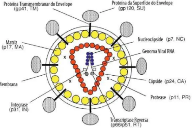 Figura 3 - Representação esquemática do genoma e virús do HIV-1 (Freed, 1998) 