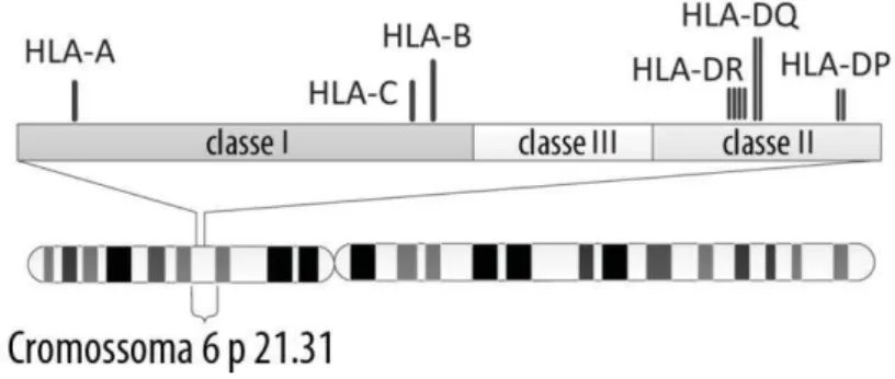 Figura 7 - Localizações das diversas classes do MHC no cromossoma 6 (adaptado de Xie et al., 2010) 