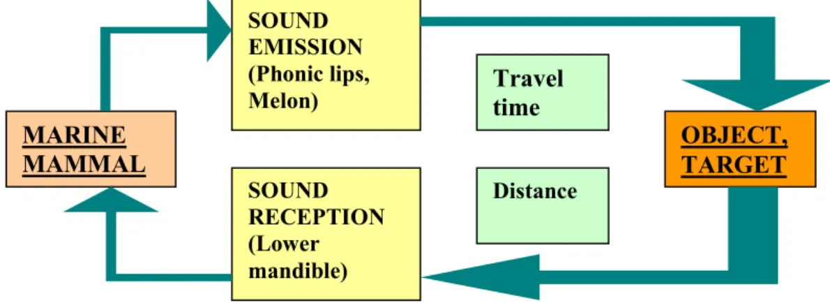 Fig 11. Easy scheme showing the functioning of echolocation. A certain  acoustic signal is emitted by the marine mammal, and is reflected when  encountering the target, returning to the animal and being perceived by it